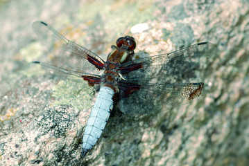 libellule bleue © asb