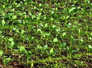 Growing of seedling in the garden vegetable