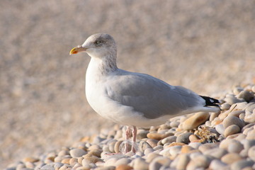 Fototapeta premium Washed up rubbish caught on a seagulls foot.