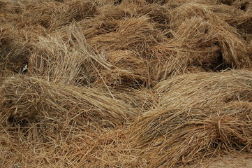 Hay