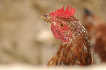 Cock portrait