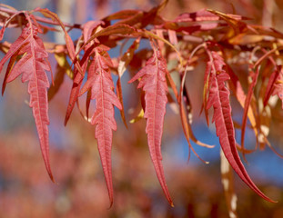 Brilliant Fall Colors