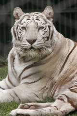 EXTINCT WHITE TIGER