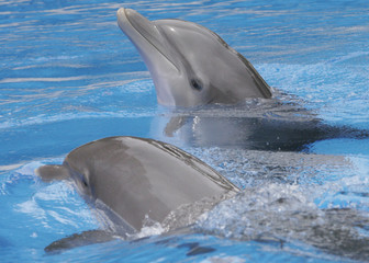 Naklejka premium DOLPHIN COUPLE