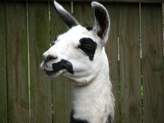 The icon of the crew Unde_dai_si_unde_capra