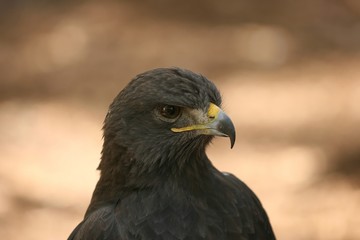 Eurasian Eagle