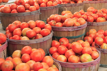 Tomatoes in baskets at the farm stand