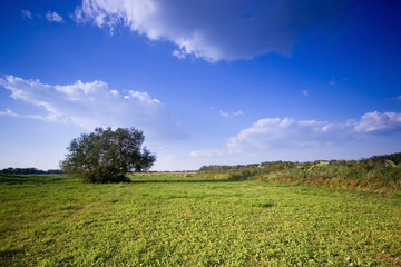 Fototapeta premium Summer in the rural