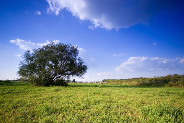 Fototapeta na wymiar Summer hay bale and tree in field and blue sky