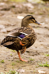Duck