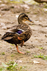 Duck