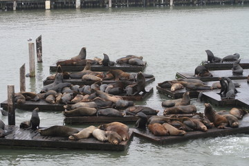 foche © Carlo Fumagalli