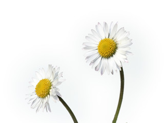 pair of daisies on white - 4927901
