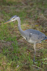 heron