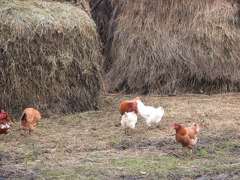 chickens