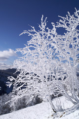 Strauch mit dick schneebedeckten Zweigen vor tiefblauem Himmel