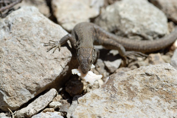 repas de lézard