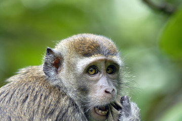 macaque