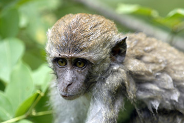 macaque