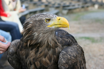 eagle 63