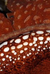 raflesia, intérieur