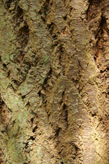 Tree Bark4