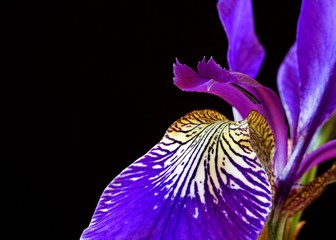 Iris Flower Detail