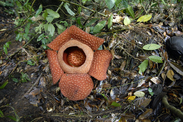 raflesia