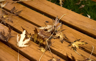leaves on wet bench