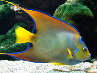aquarium