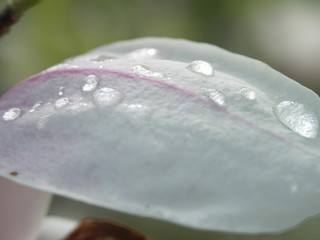Goutte d'eau sur magnolia