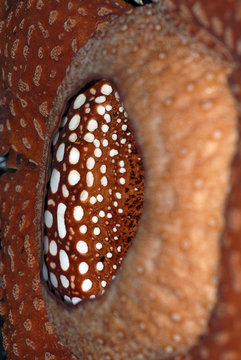 raflesia