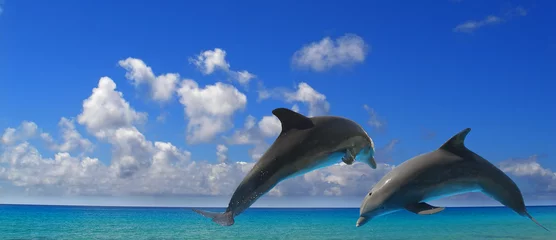 Abwaschbare Fototapete Delfin zwei Delphine