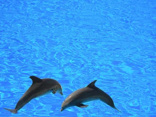 Schilderijen op glas twee dolfijnen © Manuel Fernandes