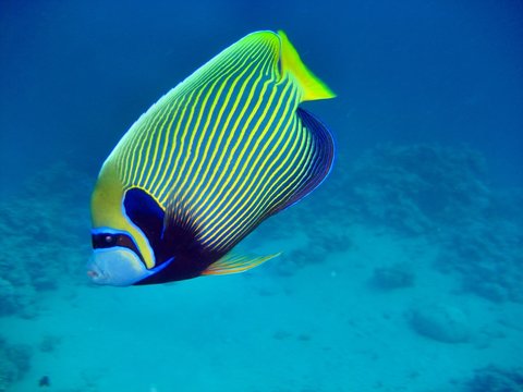 Kaiserfisch