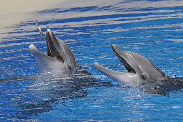 Naklejka premium REFLECTION OF A DOLPHIN