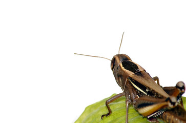 saltamontes 2