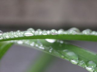 Goutellette d'eau