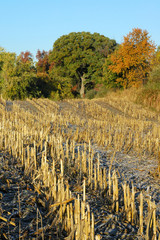 Midwest Cornfield, After Harvest