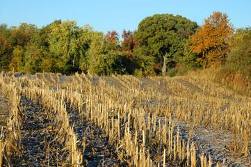 Midwest Cornfield, After Harvest
