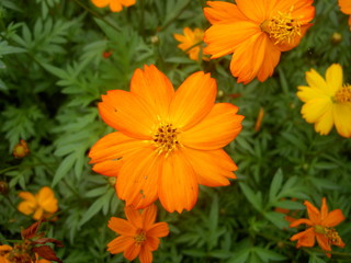 Fleur jaune orangée