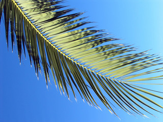 Obraz premium Palmzweig