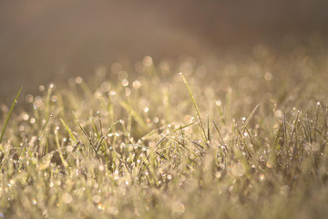 Dreamy meadow background