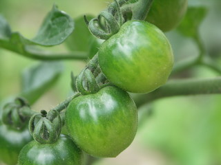 Fototapeta premium Tomate Verte
