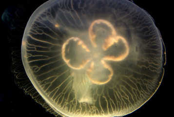 meduse 1