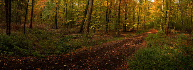 der weg
