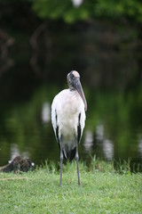 stork