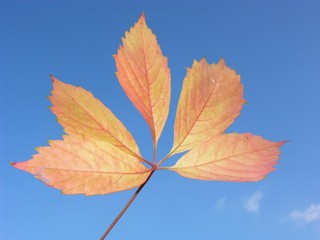 Fototapeta na wymiar Blatt im Herbst