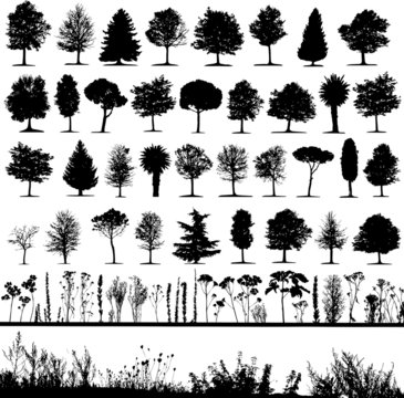 Fototapeta Vector trees
