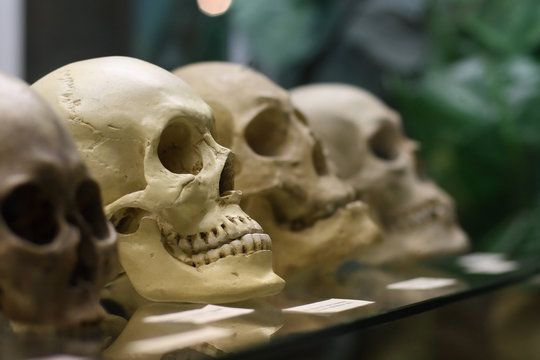 Human skulls standing on the glass shelf